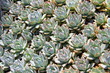 Plantes grasses en bouture