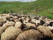 troupeau de moutons en Arménie