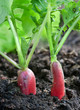 The juicy garden radish grows in soil