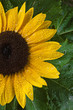 Sunflower with dew