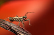 stinkbug