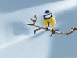 Titmouse sitting on a branch