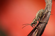 stinkbug