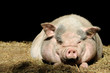 Schwein im Stroh