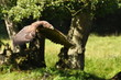 seeadler