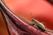 stinkbug