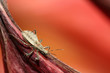stinkbug