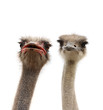 two ostriches heads