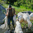 Sheperd leading his sheep through a mountain stream