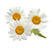 chamomiles with leaf on white
