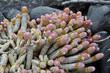 Cactus rosa