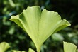 ginkgo-blatt