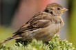 Close up on a house sparrow