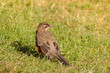 Juvenile American robin on the grass