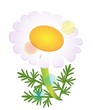 a vector camomile isolated