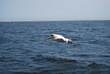 Pelican in Flight over the ocean