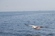 Pelican Flying over ocean