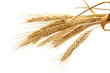 wheat isolated on white wheat isolated on white