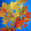 Maple leaves