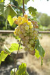raisin blanc