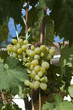 grappe raisin blanc