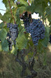 grappe raisin rouge