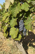 vigne raisin
