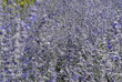 Purple flower background
