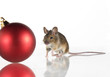 Maus mit Weihnachtskugel