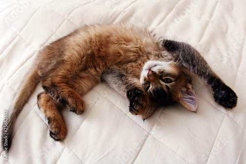 Foto: Funny Portrait of ruddy Somali kitten Funny Portrait of ruddy Somali kitten