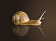 escargot