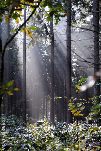 Foto: wald wald