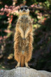 lonely meercat
