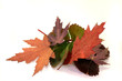 Herbstblätter