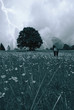 woman in the meadow with umbrella