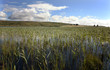 Islay Loch Finlaggan