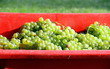 Vendange Vendange