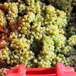 Récolte pour vin blanc Récolte pour vin blanc