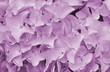 Pink Hydrangea