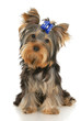 five-month puppy Yorkshire Terrier