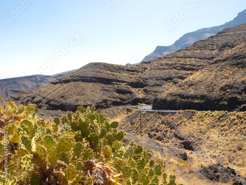 Photo: Chumberas canarias Chumberas canarias