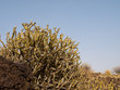 Planta canaria