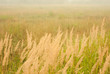 meadow in white  smoke