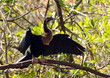 Anhinga in the wild
