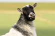 Ziege