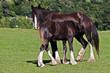 Shirehorse Stute mit Fohlen