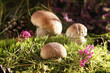 Mushrooms