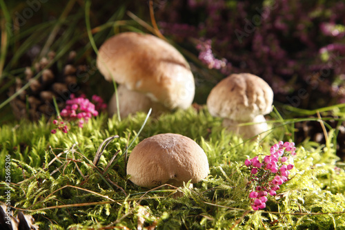 Photo: Mushrooms Mushrooms