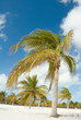 palms in Caribbean beach palms in Caribbean beach