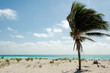 palm in Caribbean beach with crystal-clear water palm in Caribbean beach with crystal-clear water